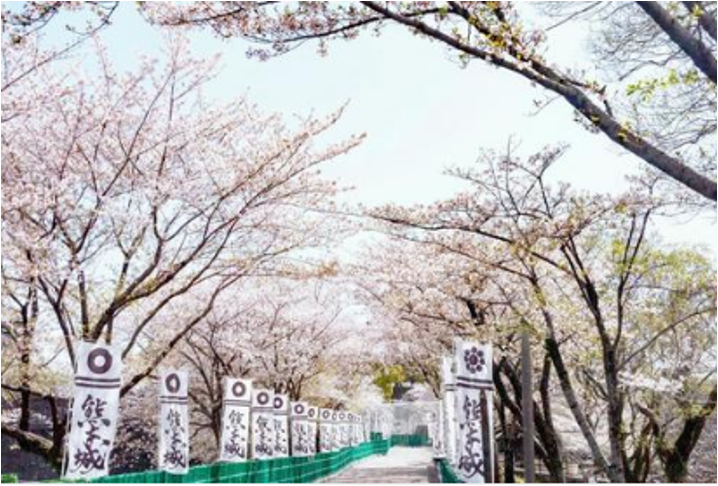熊本城内の桜並木